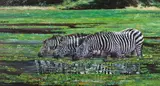 Dharbinder Singh Bamrah, Zebra Drinking at a Waterhole, oil on canvas
