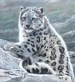 Pip McGarry, Snow leopard