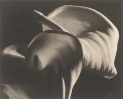 Horst P. Horst, Calla Aethiopica, 1945, Späterer Platin-Palladium-Abzug