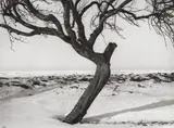 Albert Renger-Patzsch, Obstbaum im Winter