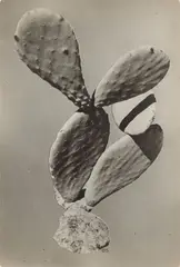 Ohne Titel (Kaktus) by Elde Steeg, 1933, Vintage. Silbergelatineabzug einer Photomontage. Agfa-Brovira-Papier, sold May 2019