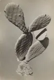 Elde Steeg, Ohne Titel (Kaktus), 1933, Vintage. Silbergelatineabzug einer Photomontage. Agfa-Brovira-Papier