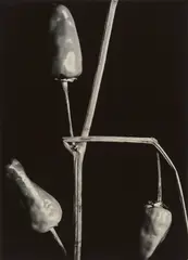 Aenne Biermann, Ohne Titel (Paprika), 1928, Vintage. Silbergelatineabzug