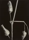 Aenne Biermann, Ohne Titel (Paprika), 1928, Vintage. Silbergelatineabzug