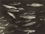 André Kertész, Truites dans un aquarium, Paris