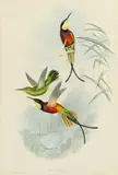 John Gould, Five Plates, from Book of Hummingbirds, 1849-61, Lithographs with handcoloring on wove paper