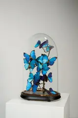 Französisch, Blaue Morphofalter unter Glassturz, Präparate: Morpho menelaus alexandrovna; Holz; Glas