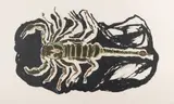 Marjatta Tapiola, Scorpion, lithograph