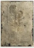 Johanna Koistinen, Untitled, etching