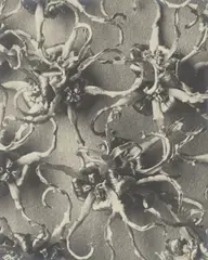 Karl Blosfeldt, Hamamelis japonica, Zaubernuss, 1915, Vintage. Silbergelatineabzug