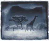 Nick Brandt, Ohne Titel (Giraffen)