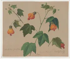 Adolf Senff, Abutilon Striatum“ (Schönmalve), 1847, Öl auf braun grundiertem Papier