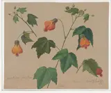 Adolf Senff, Abutilon Striatum“ (Schönmalve), 1847, Öl auf braun grundiertem Papier