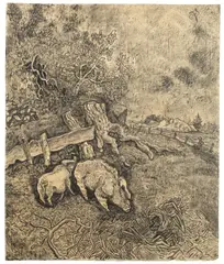 Otto Pankok, Schweine am Zaun, Kohle auf Papier