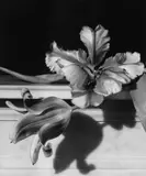 Tulips on Marble by Horst P. Horst, 1989, Silbergelatineabzug, sold May 2014