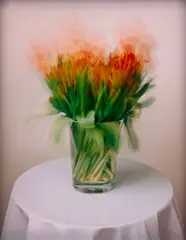 Michael Wesely, 18.1.–25.1.1998, aus der Serie „Tulpen“, 1996–1998, C-Print
