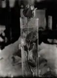 Josef Sudek, Ohne Titel (Rose im Glas)