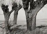 Albert Renger-Patzsch, Weiden“. 1930er Jahre