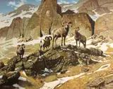 Terry Swanton Bateman, Four bighorn rams, oil on canvas