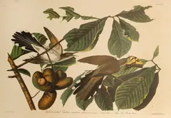 John James Audubon, Selected Images, 1827-39