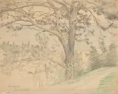 Lovis Corinth, Strandkiefer an der Ostseeküste bei Zoppot, 1896, Bleistift und Farbkreide auf Papier