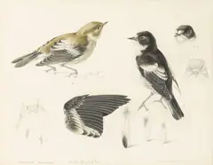 Mildred E. Eldridge, Study of Pied Flycatcher, ink and watercolor over pencil on paper