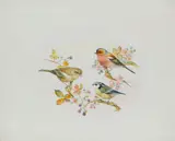 Edward Julius Detmold, Bluetit, greenfinch and goldfinch seated on hawthorn and bramble branches, watercolor on paper