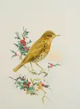 Edward Julius Detmold, Song thrush on snow-covered holly bough, watercolor heightened with bodycolor and gum arabic on paper
