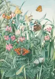 English School, Study of butterflies, watercolor and bodycolor heigtened with white on paper