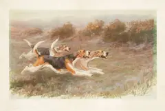Maud Earl, Full Cry, English Foxhounds, colored lithograph