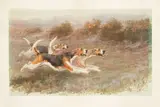 Maud Earl, Full Cry, English Foxhounds, colored lithograph