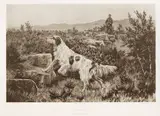 John Martin Tracy, Prairie Chicken Shooting in Minnesota, Dash III & Countess May; On a Grouse Moor, Emperor Fred; Thunder; Grebeloth; two Untitled head studies: six, all unframed