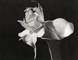 Imogen Cunningham, Datura
