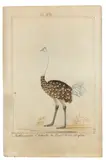 Georges Louis Leclerc Buffon, Study of an Ostrich [Strutio camelus], watercolour heightened with white on laid paper, watermark a fleur de lys
