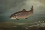 Henry Leonidas Rolfe, A Rainbow Trout taking the fly, oil on canvas