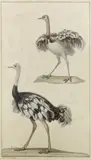 Jean Gabriel Prêtre, A male and female ostrich, pen, ink and watercolour
