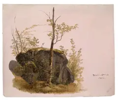 Jakob Hoffmann, Baum vor Felsen, 1852, Öl auf rosa grundiertem Papier
