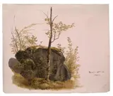 Jakob Hoffmann, Baum vor Felsen, 1852, Öl auf rosa grundiertem Papier