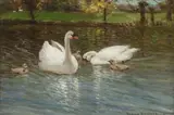 Patrick Downie Rsw, Swans and cygnets