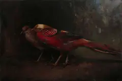Andrew Law, Golden Pheasants