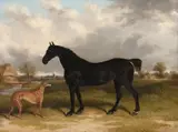 Snr. William Shayer, Whippet and Black Cob, oil on canvas