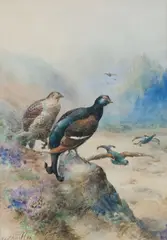 William E Powell, A group of four game bird watercolours comprising, Three Black grouse watercolours and one ptarmigan, watercolour
