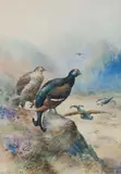 William E Powell, A group of four game bird watercolours comprising, Three Black grouse watercolours and one ptarmigan, watercolour