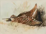 Archibald Thorburn, Woodcock resting