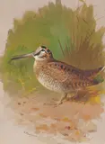 Archibald Thorburn, Woodcock