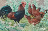 Charles Frederick Tunnicliffe R.A., Derbyshire Red Cap Cockerel and Chickens, watercolour and bodycolour