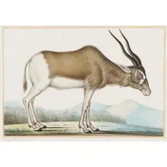 Antelope (Antilope Gibbosa) by Antoine-Charles Vauthier, watercolour and gouache on paper, offered Oct 2026