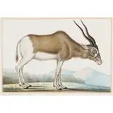 Antoine-Charles Vauthier, Antelope (Antilope Gibbosa), watercolour and gouache on paper
