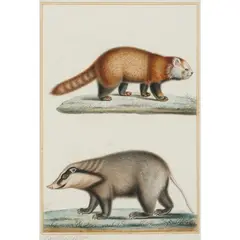 Panda - Lesser Panda (Ailurus Fulgens Balisaur) and Hog Badger (Arctonyx Collaris) by Antoine-Charles Vauthier, watercolour and gouache on paper, offered Oct 2026