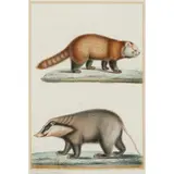 Antoine-Charles Vauthier, Panda - Lesser Panda (Ailurus Fulgens Balisaur) and Hog Badger (Arctonyx Collaris), watercolour and gouache on paper